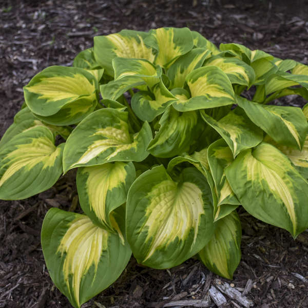 Hosta - Etched Glass
